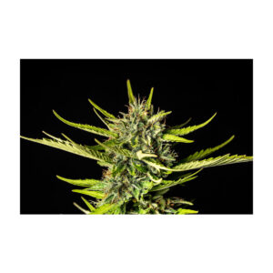 Strawberry Haze Auto - Kannabia feminisiert 3er Pack