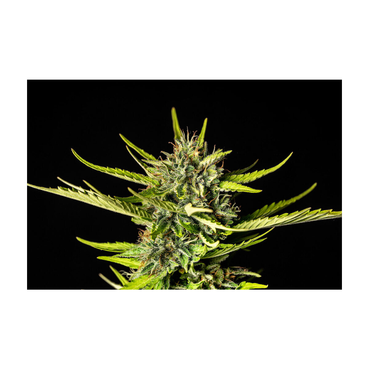 Strawberry Haze Auto - Kannabia feminisiert 3er Pack
