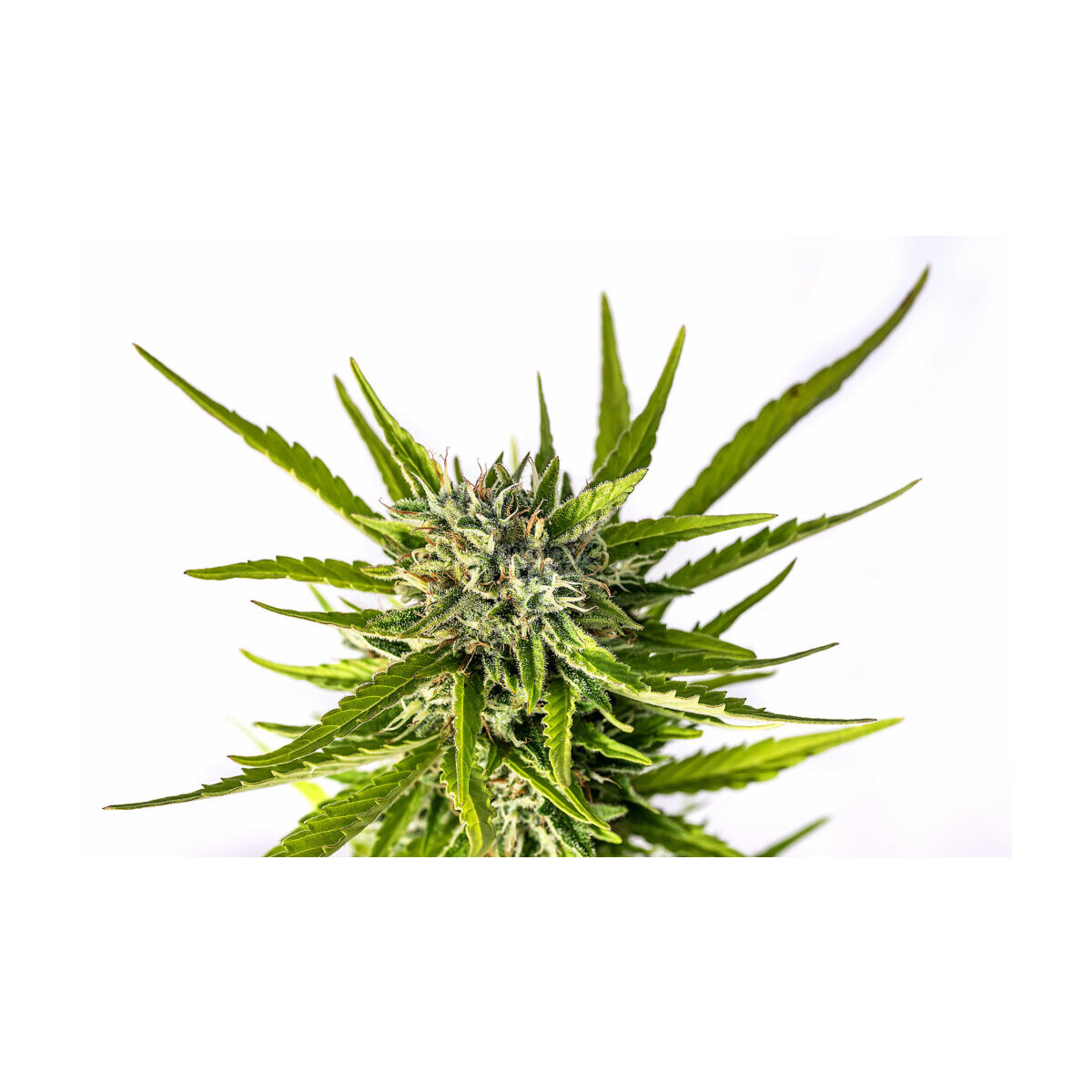 Strawberry Haze Auto - Kannabia feminisiert 3er Pack