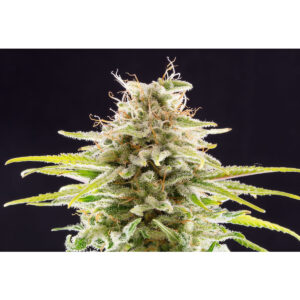 Super OG Kush - Kannabia feminisiert 3er Pack