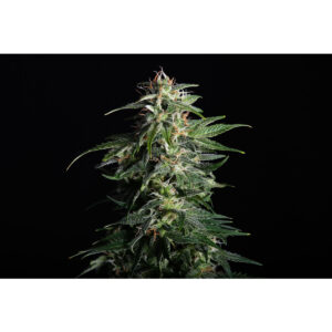 Swiss Dream Auto CBD - Kannabia feminisiert 3er Pack
