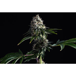 Swiss Dream CBD - Kannabia feminisiert 3er Pack