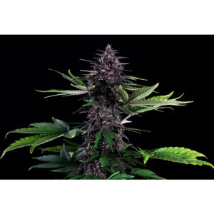 Swiss Dream Rose Auto CBD - Kannabia feminisiert 3er Pack