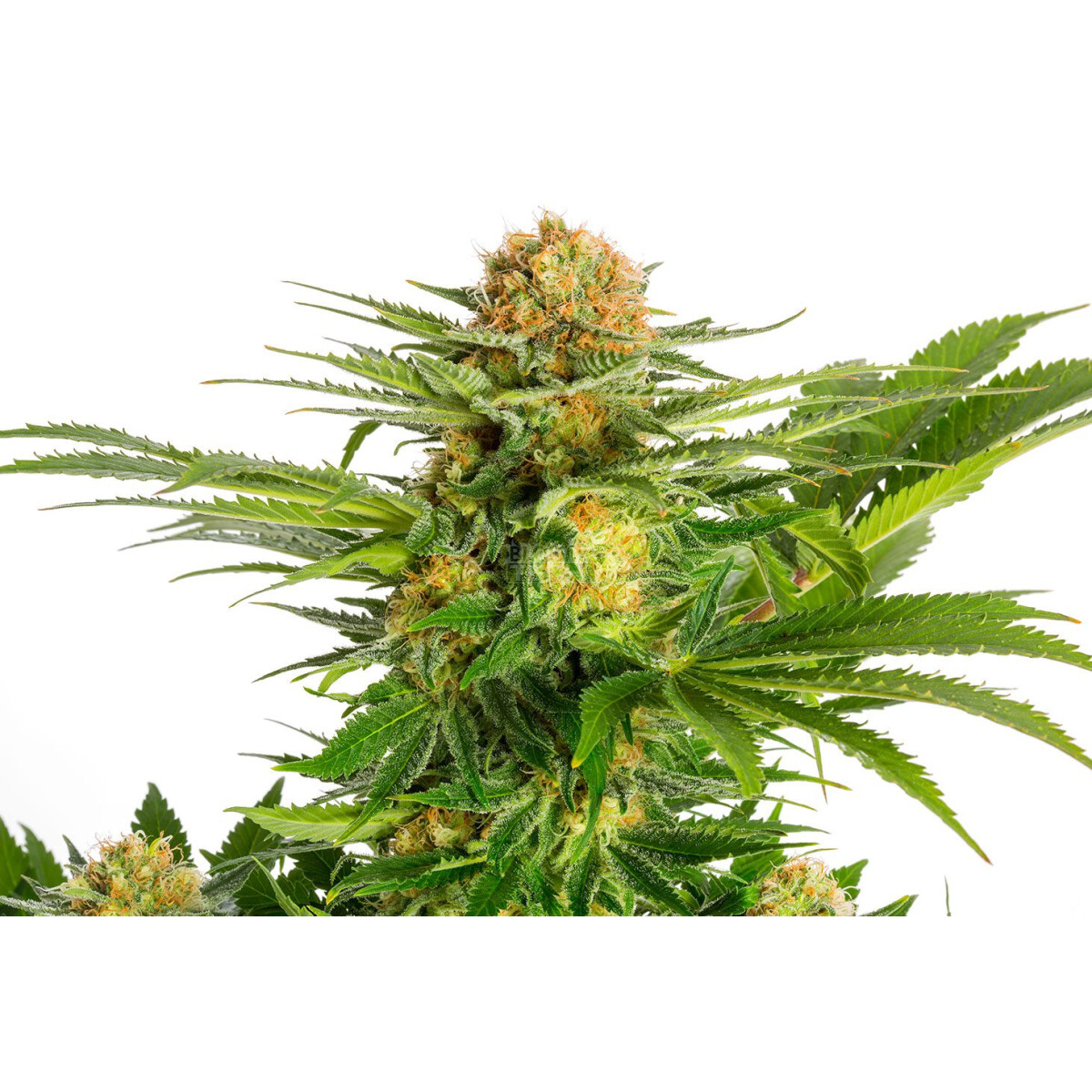 White Domina - Kannabia feminisiert 3er Pack