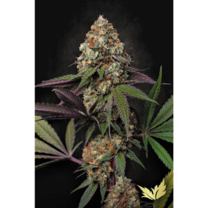 Caramba - Paradise Seeds feminisiert 3er Pack