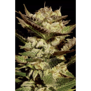 Durga Mata - Paradise Seeds feminisiert 3er Pack