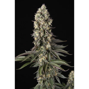 El Dorado OG - Paradise Seeds feminisiert 3er Pack