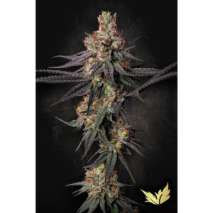 Gulupa - Paradise Seeds feminisiert 3er Pack