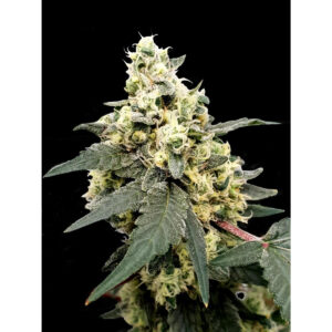 Lemonade Auto - Paradise Seeds feminisiert 3er Pack