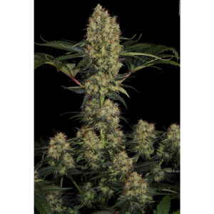 Mendocino Skunk - Paradise Seeds feminisiert 3er Pack