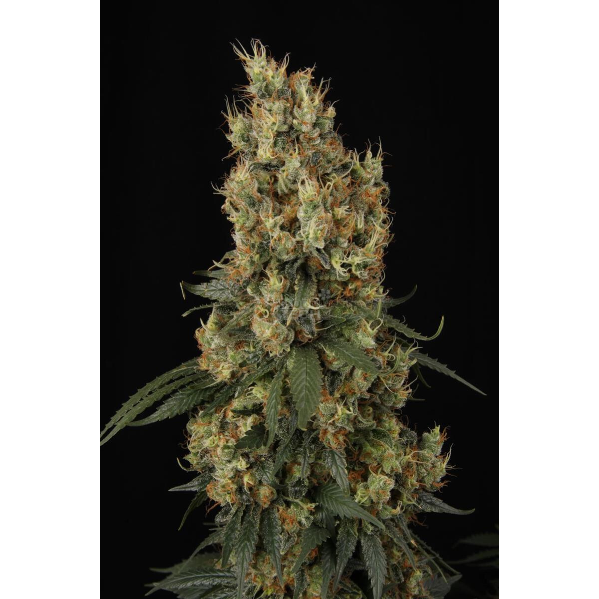Mendocino Skunk - Paradise Seeds feminisiert 3er Pack
