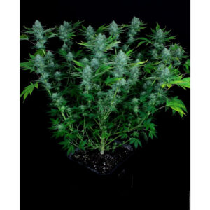 Nebula - Paradise Seeds feminisiert 3er Pack
