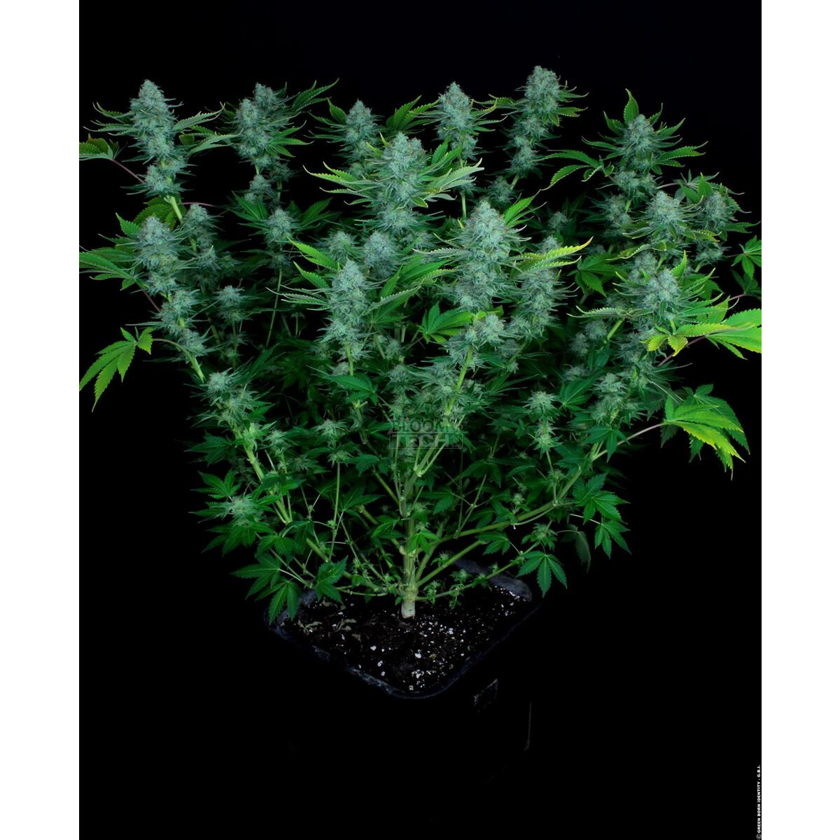 Nebula - Paradise Seeds feminisiert 3er Pack