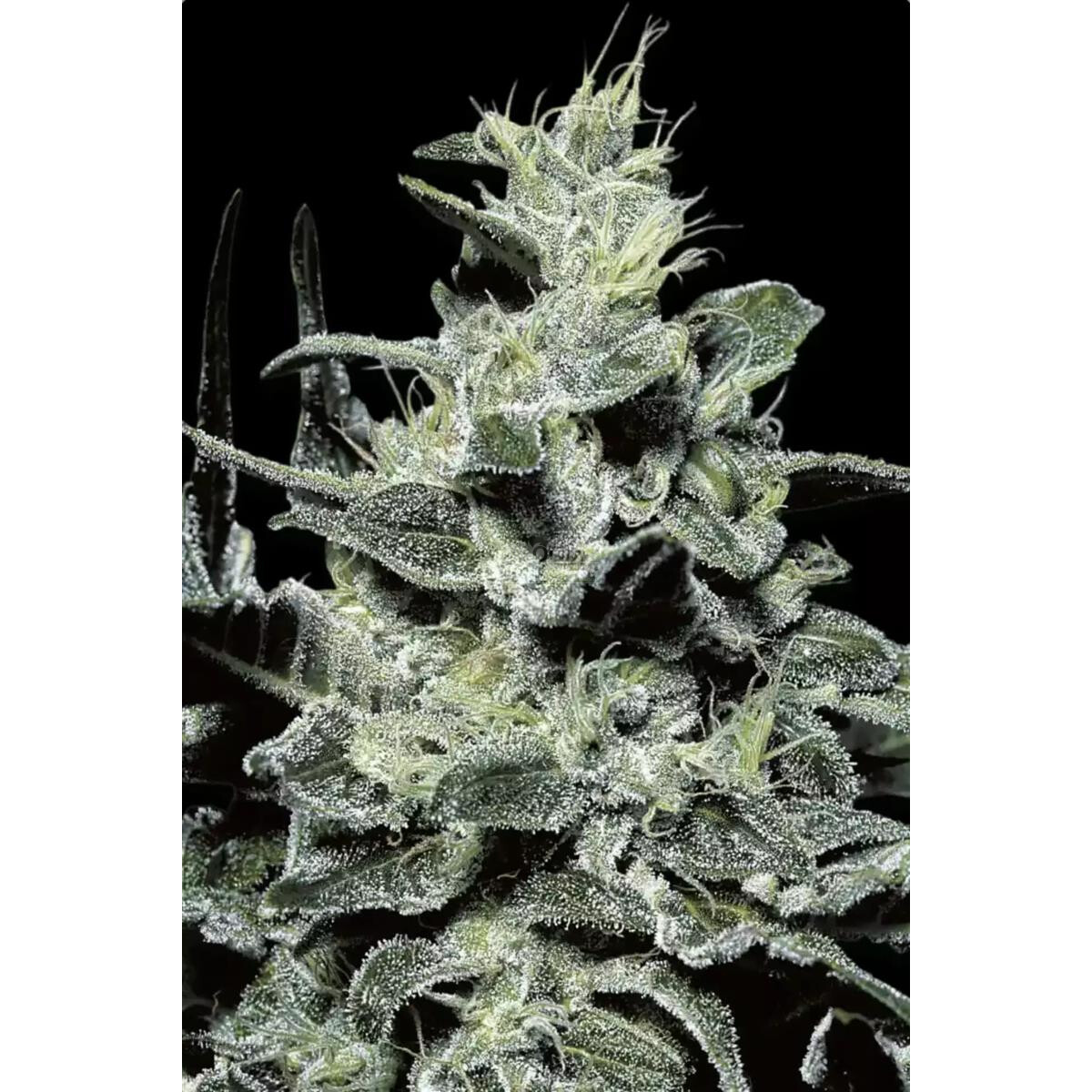 Nebula - Paradise Seeds feminisiert 3er Pack
