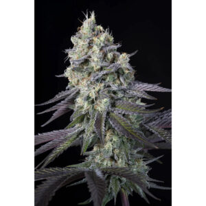 Purple Mints - Paradise Seeds feminisiert 3er Pack