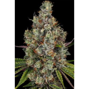 Rainbow Road - Paradise Seeds feminisiert 3er Pack