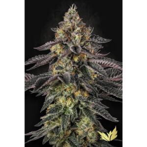 Sunset Paradise - Paradise Seeds feminisiert 3er Pack