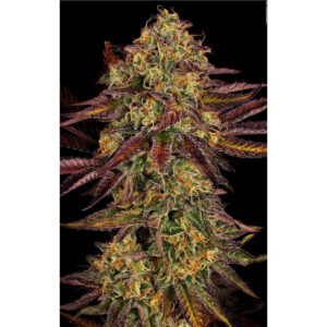Tangerine Sorbet - Paradise Seeds feminisiert 3er Pack