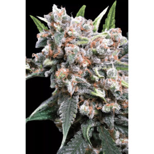 Wappa Auto - Paradise Seeds feminisiert 3er Pack