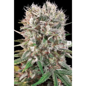 Wappa - Paradise Seeds feminisiert 3er Pack