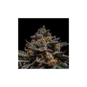 Brain Cake - Ripper Seeds feminisiert 3er Pack