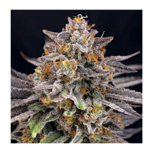 Candygaz - Ripper Seeds feminisiert 3er Pack