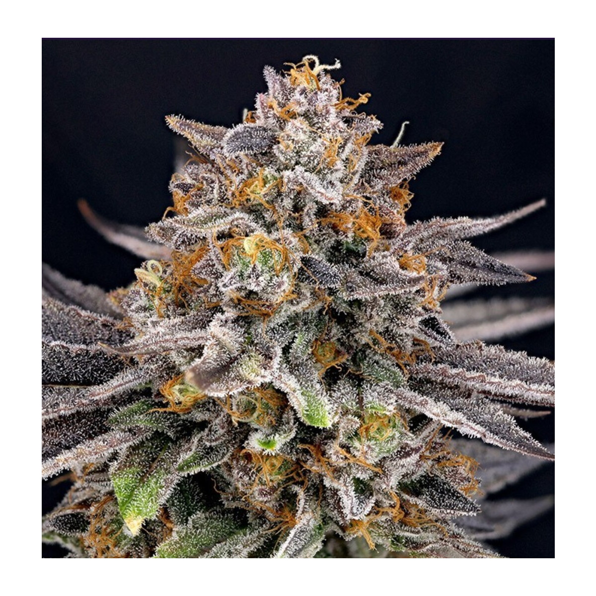 Candygaz - Ripper Seeds feminisiert 3er Pack