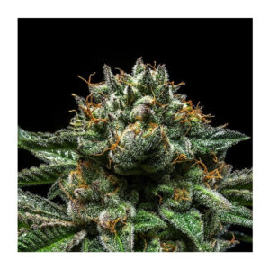 Chempie - Ripper Seeds feminisiert 3er Pack