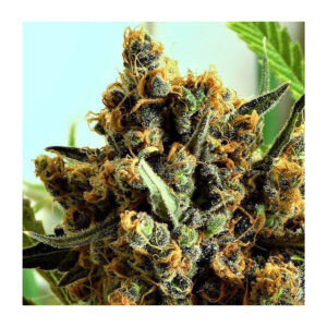 Criminal + - Ripper Seeds feminisiert 3er Pack
