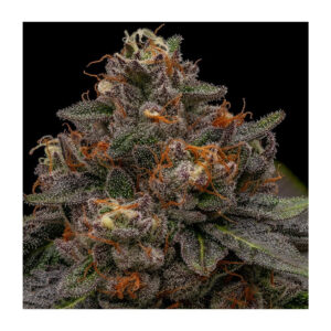 Korenji - Ripper Seeds feminisiert 3er Pack