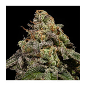 OMG - Ripper Seeds feminisiert 3er Pack