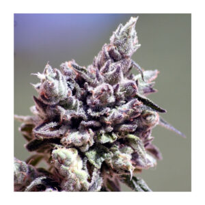 Washing Machine - Ripper Seeds feminisiert 3er Pack