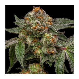 Zake - Ripper Seeds feminisiert 3er Pack