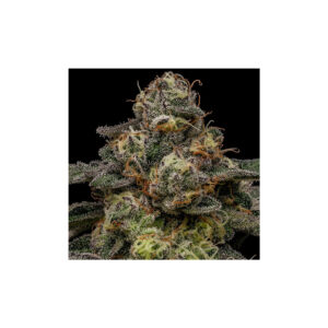 Zombie Bride - Ripper Seeds feminisiert 3er Pack
