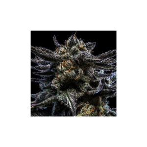 Zombie Kush - Ripper Seeds feminisiert 3er Pack