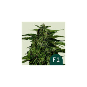Apollo F1 Auto - Royal Queen Seeds feminisiert 3er Pack