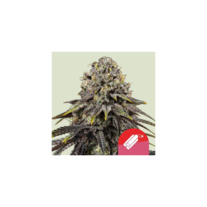 Dynamite Diesel Tyson - Royal Queen Seeds feminisiert 3er Pack