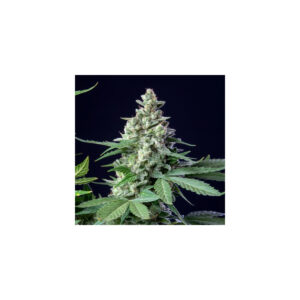 Easy Bud Auto - Royal Queen Seeds feminisiert 3er Pack