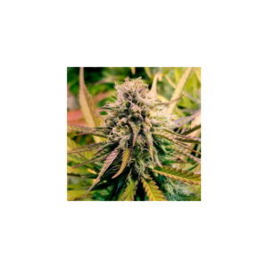 Candy Kush Express Fast - Royal Queen Seeds feminisiert 3er Pack
