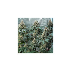 Fat Banana USA Premium - Royal Queen Seeds feminisiert 3er Pack