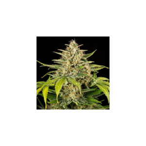 Green Gelato Auto - Royal Queen Seeds feminisiert 3er Pack