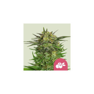 Haze Berry - Royal Queen Seeds feminisiert 3er Pack