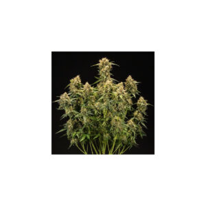 Medusa F1 Auto - Royal Queen Seeds feminisiert 3er Pack