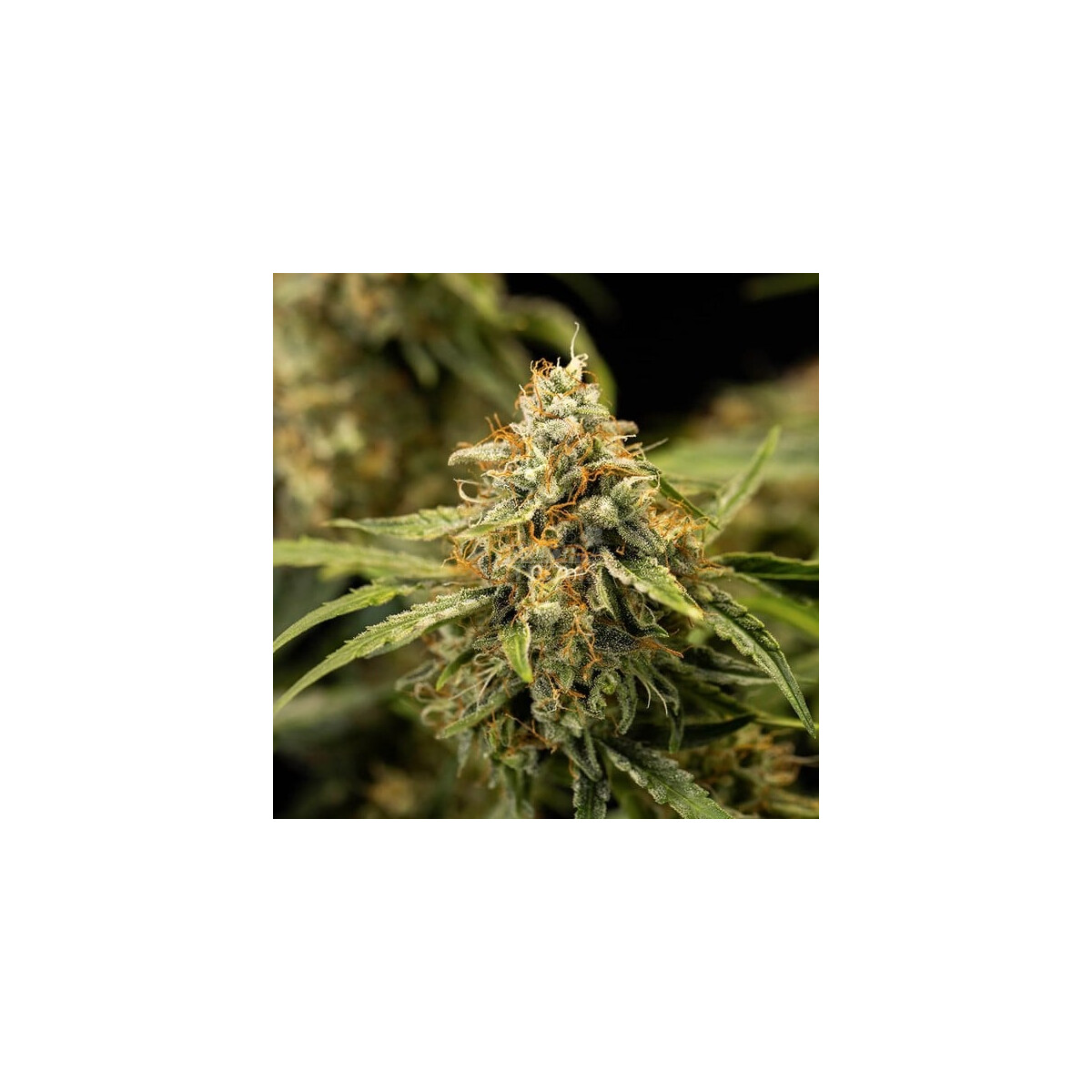 Medusa F1 Auto - Royal Queen Seeds feminisiert 3er Pack