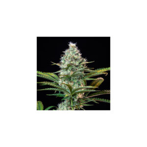 Royal Runtz - Royal Queen Seeds feminisiert 3er Pack