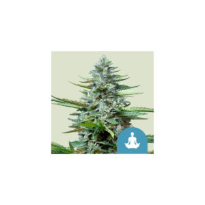 Stress Killer Automatic CBD - Royal Queen Seeds feminisiert 3er Pack