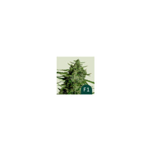 Titan F1 Auto - Royal Queen Seeds feminisiert 3er Pack
