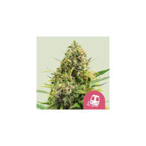 Trainwreck - Royal Queen Seeds feminisiert 3er Pack