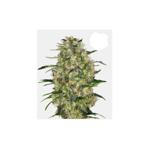 Black Domina - Sensi Seeds feminisiert 3er Pack