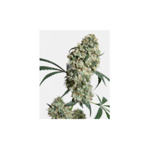 Ed Rosenthal Super Bud - Sensi Seeds regulär 10er Pack